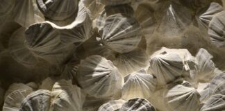 Co trzeba zrobić aby zostać coachem?