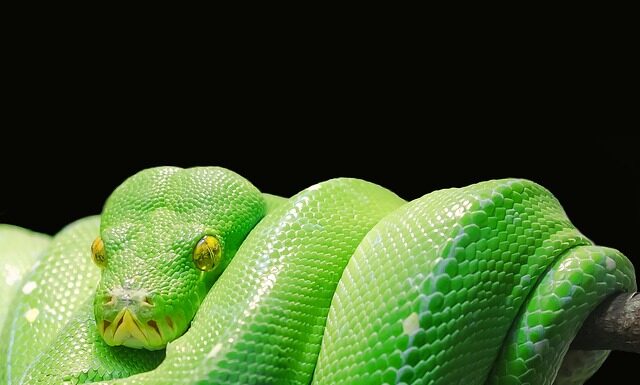 Czy Python jest deklaratywny?